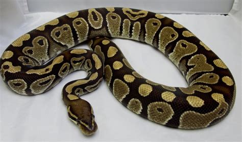 Large Ball Python に対する画像結果