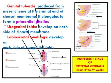 Genital Tubercle に対する画像結果