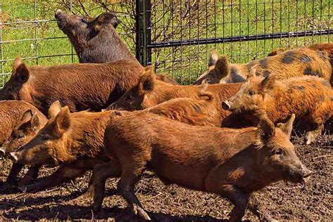 Toradh íomhá ar Loading Wild Hogs