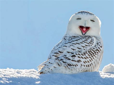 Image result for Minecraft Snow Owl