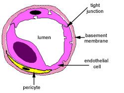 Image result for Capillary in Tissue