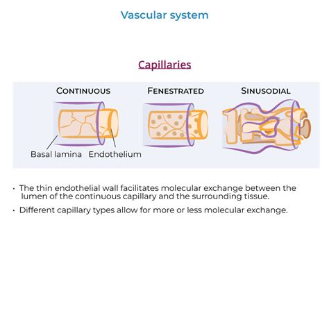 Image result for Capillary in Tissue