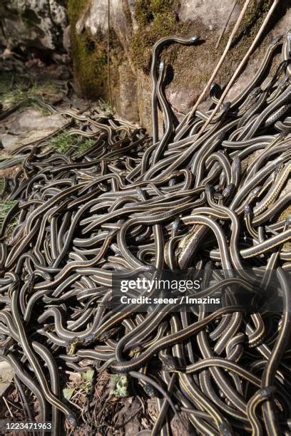 Image result for The Mating of Snakes