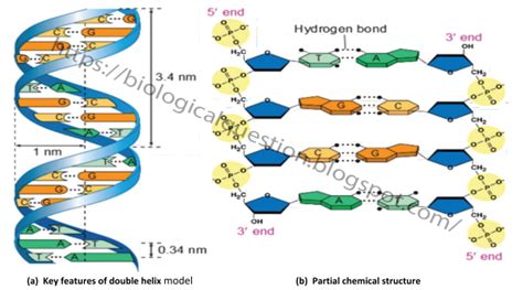 Afbeeldingsresultaten voor Model of DNA Structure