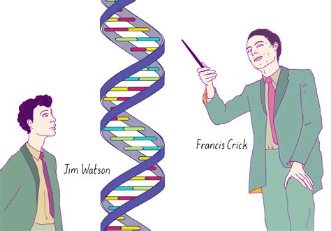 Afbeeldingsresultaten voor Model of DNA Structure