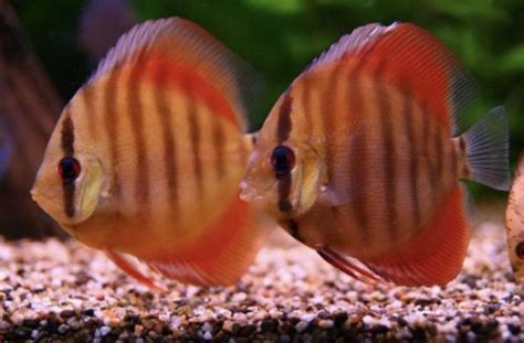 Image result for Discus Fish Store