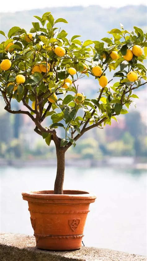 Toradh íomhá ar How Can We Lean to in Hindi Java Language