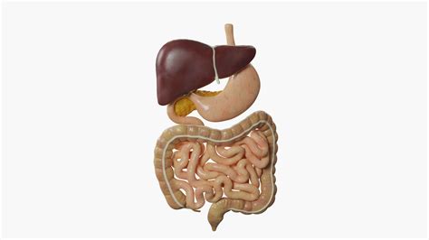 Parts of Digestive System 3D Model に対する画像結果