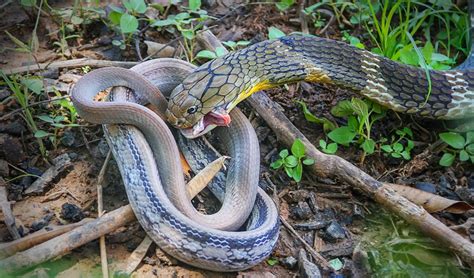 Image result for King Cobra Fangs