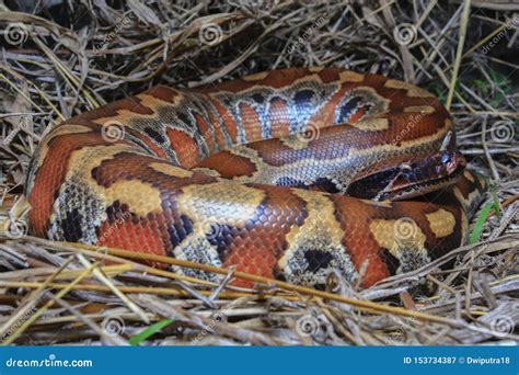 Toradh íomhá ar Red Blood Python