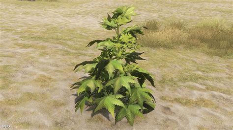 Afbeeldingsresultaten voor Perfect Hemp Clone Rust