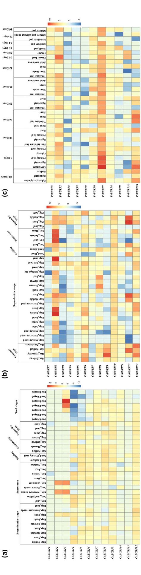 Image result for Stages of Gene Expression