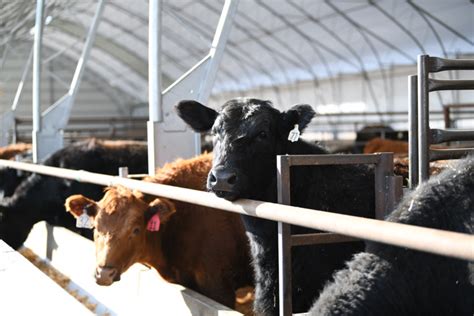 Toradh íomhá ar Hoop Beef Buildings