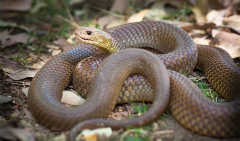 Afbeeldingsresultaten voor Deadly Australian Snakes