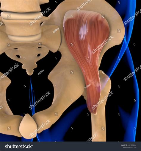 Image result for Soft Muscle Cells
