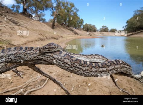 Image result for Murray River Python