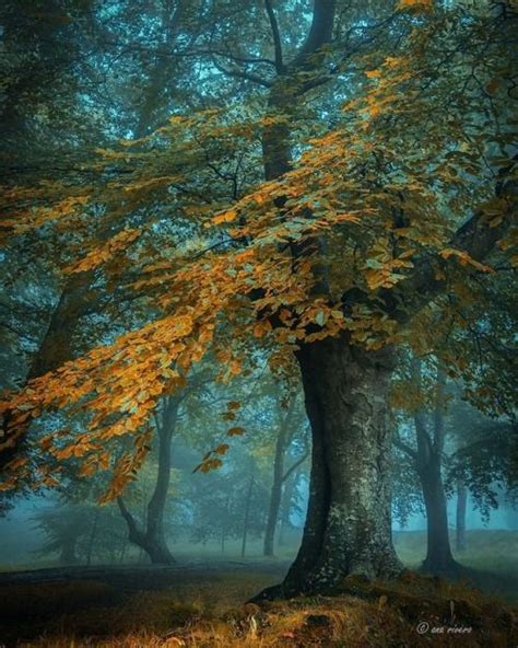 The 30 most beautiful nature photography – Artofit