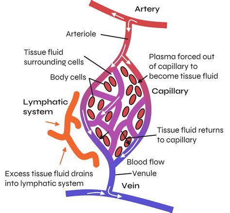 Image result for Simulation of Tissue Fluid