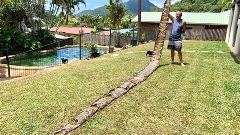 Toradh íomhá ar Cairns Python's