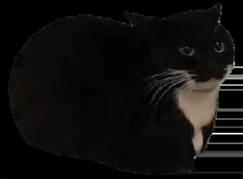 Image result for Evil Maxwell Cat