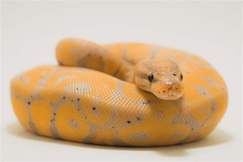 Image result for Ball Python Children