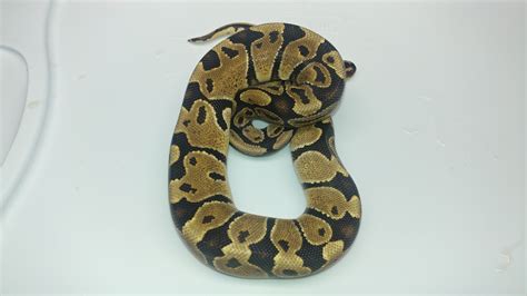 Image result for Disco Ball Python