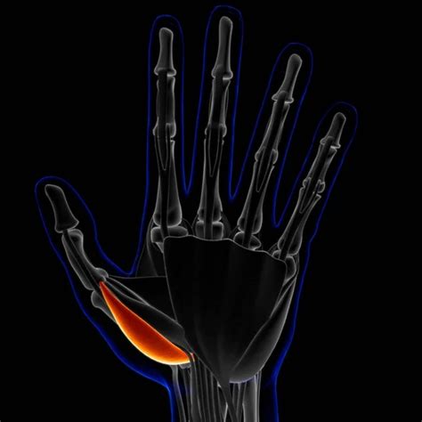 Image result for Soft Muscle Cells