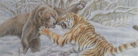 Python vs Tiger Fight에 대한 이미지 결과
