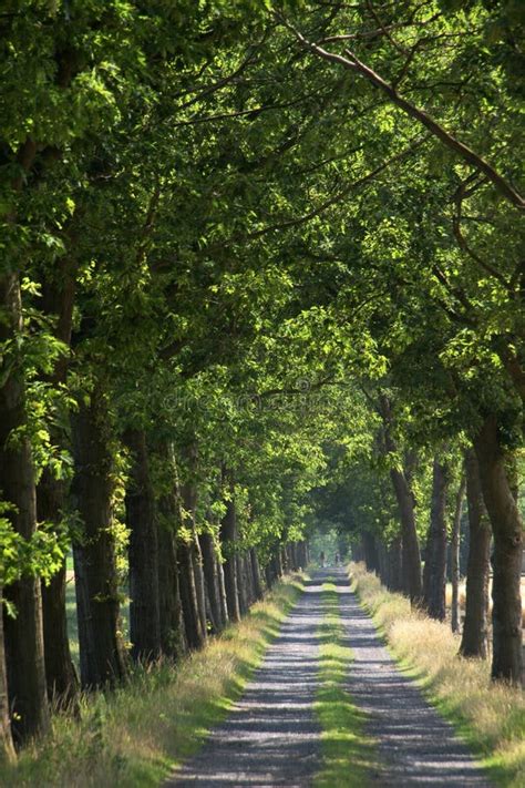Afbeeldingsresultaten voor Summer Forest Road