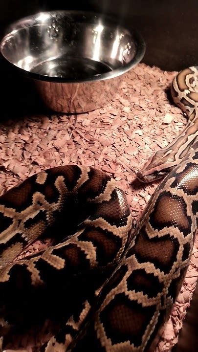 Toradh íomhá ar Handling Burmese Python