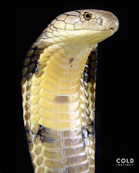 Image result for King Cobra
