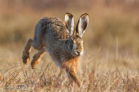 Zajec Zival に対する画像結果