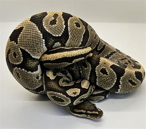 Afbeeldingsresultaten voor Ball Python Parts