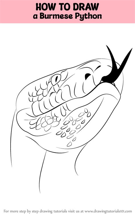 Image result for Python Animal Drawing