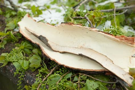 Toradh íomhá ar Catastrophe and Cataclysm Calamity Mod