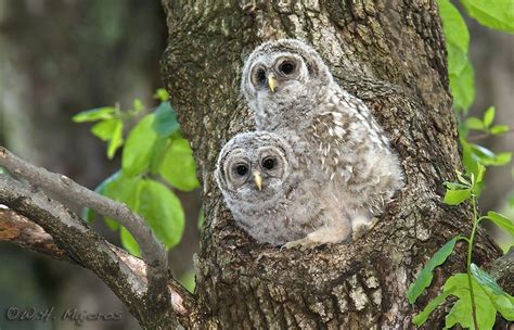 Toradh íomhá ar Owl Pattern Template