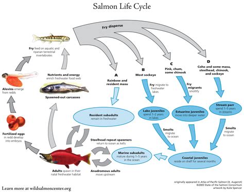 Image result for Pink Salmon Life Cycle