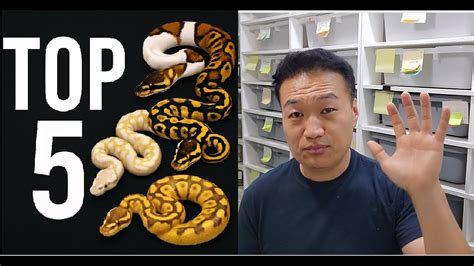 Afbeeldingsresultaten voor Ball Python Project