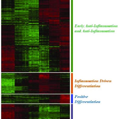 Afbeeldingsresultaten voor Phases of Gene Expression