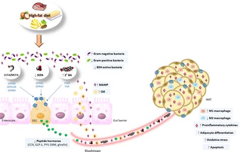 Afbeeldingsresultaten voor Wat Adipose Tissue