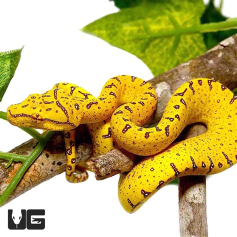 Image result for Green Tree Python Aru