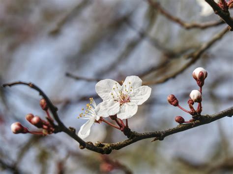 Bildergebnis für Ealy Spring Photo Nature