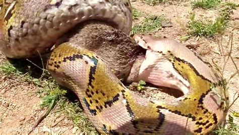 Toradh íomhá ar Python Anaconda Fight