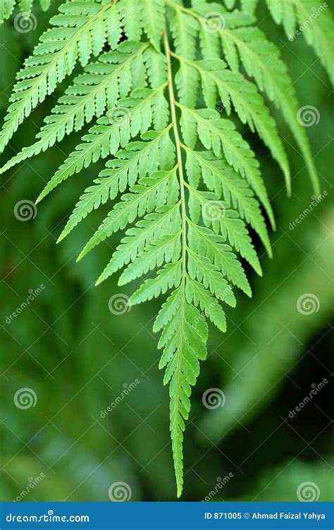 Image result for Triangle Nature