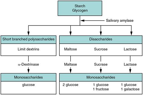 Image result for Digestion of Polysacchride