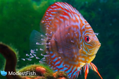 Image result for Red Turquoise Discus