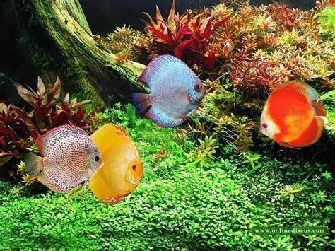 Discus Fish Wallpaper に対する画像結果