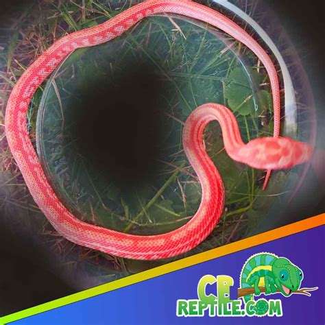 Image result for Lavender Corn Snake