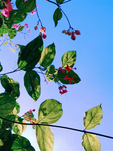Bildergebnis für Ealy Spring Photo Nature