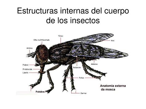 Image result for Estructura De Los Insectos